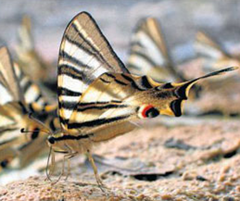 El cambio climático reducirá la población de mariposas en el Mediterráneo