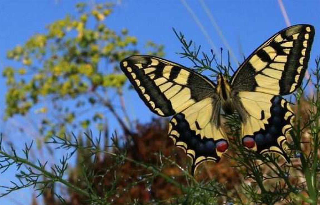 La población de mariposas se ha reducido un tercio en los últimos 25 años en Europa