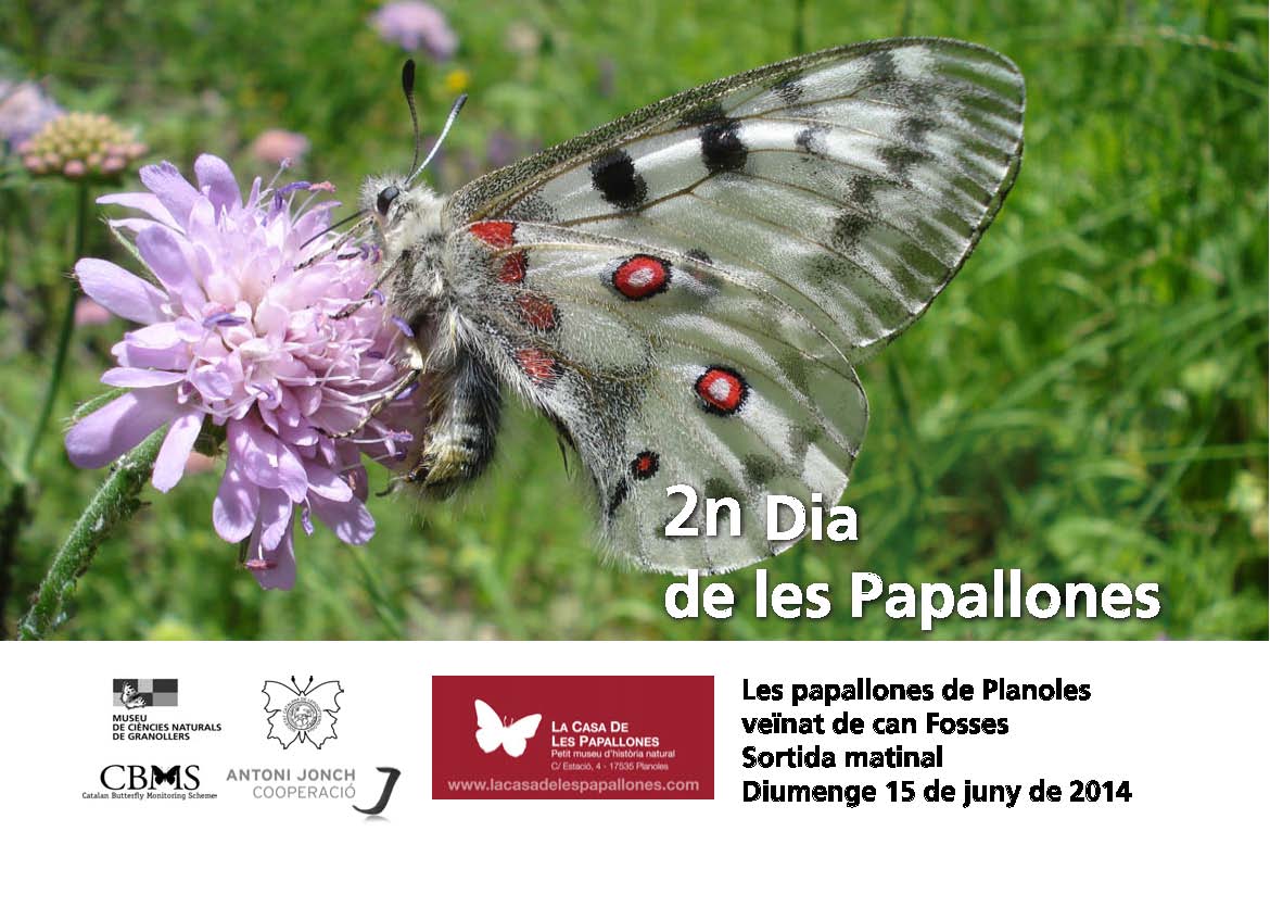 Second Butterfly Day in Planoles