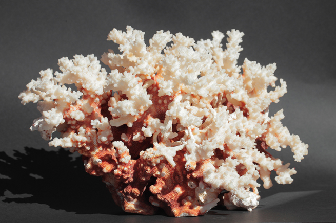 COL·LECCIONS:<br>Els nostres minerals