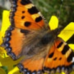  Article on butterflies in El País