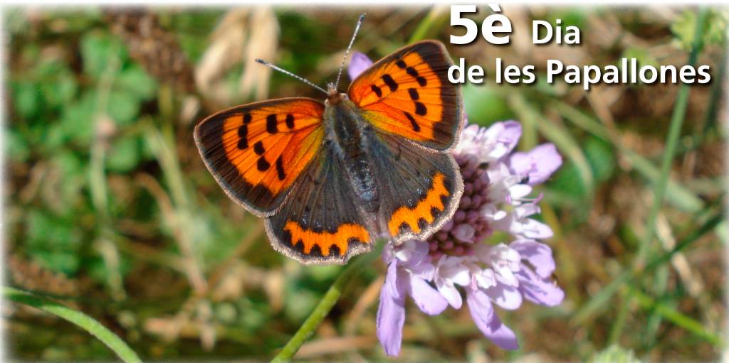  5th Butterfly Day in Planoles