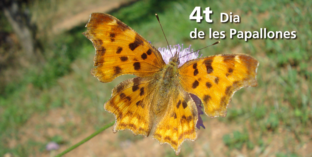  4th Butterfly Day in Planoles