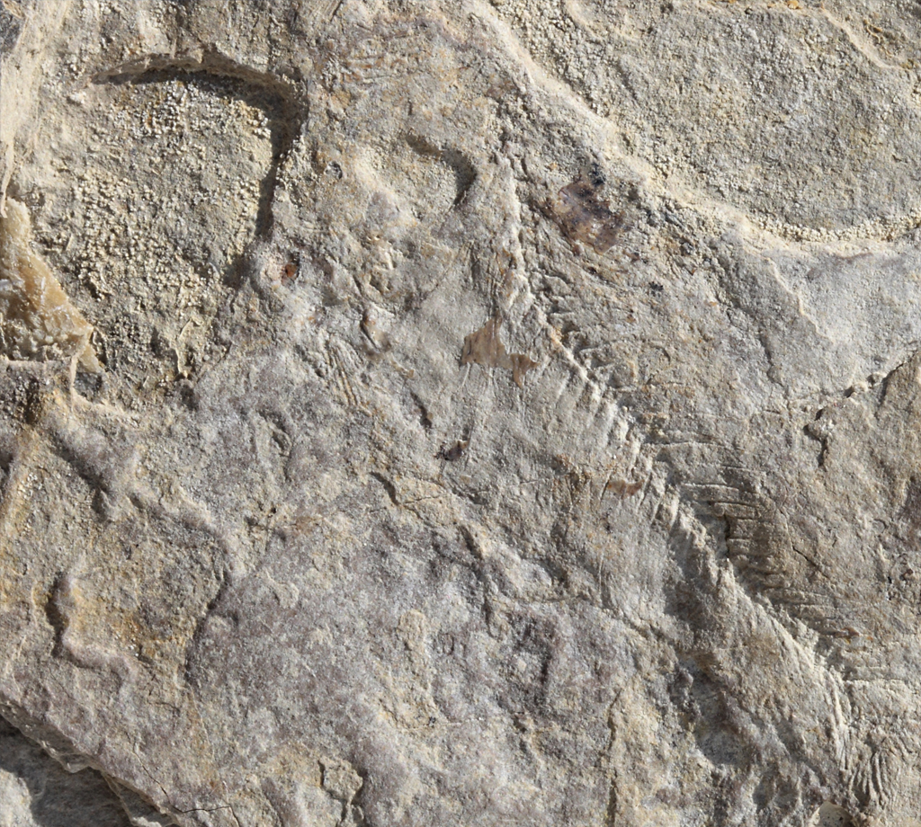  The other fossils