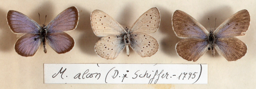  Museum butterflies