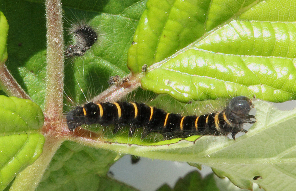 Macrothylacia rubi (Linnaeus, 1758). Estadi de larva.