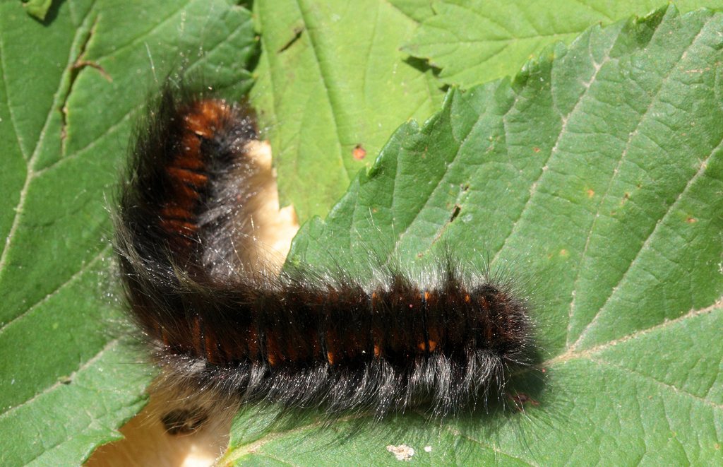 Macrothylacia rubi (Linnaeus, 1758). Estadio de oruga