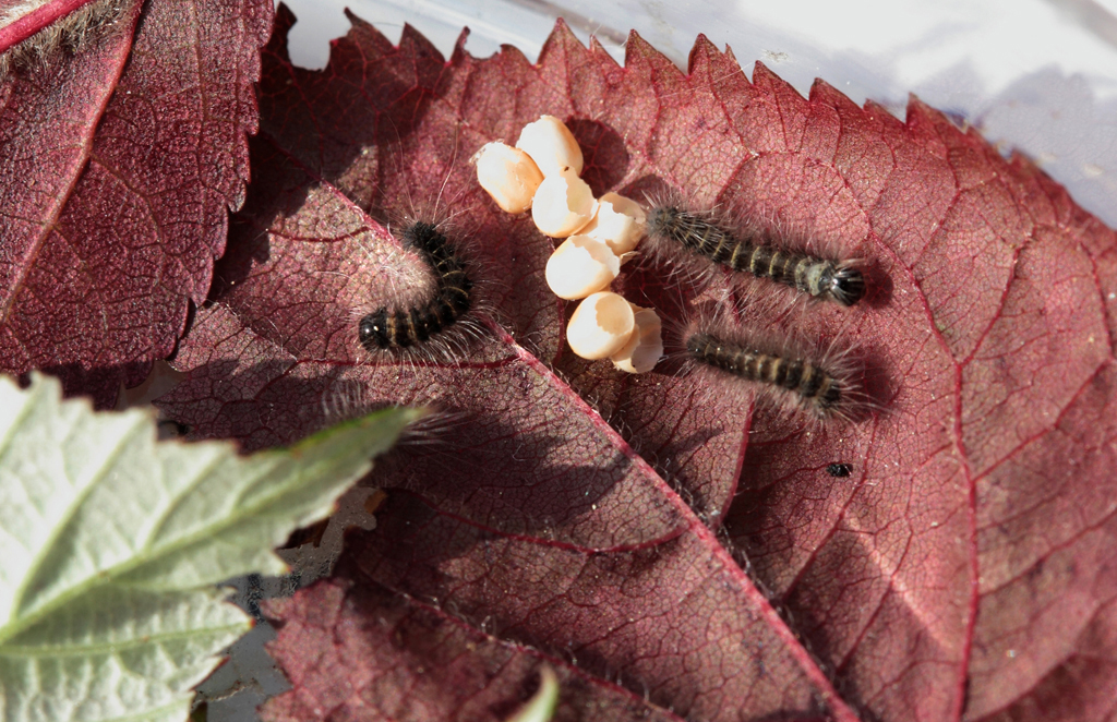 Macrothylacia rubi (Linnaeus, 1758). Estadi de larva.
