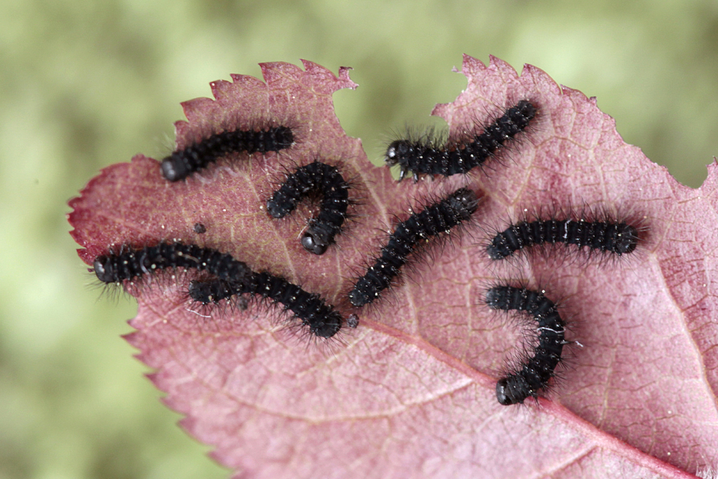 Saturnia pavonia (Linnaeus,1758). Estadi de larva.