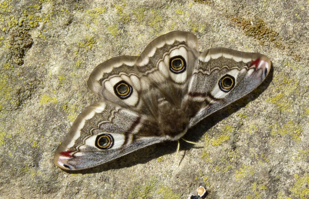 Saturnia pavonia (Linnaeus,1758). Estadi adult