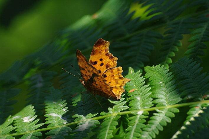 polygonia c-album