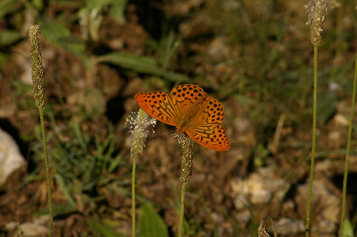 Argynnis paphia