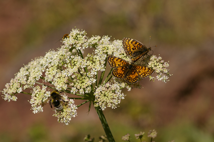 Melitaea diamina