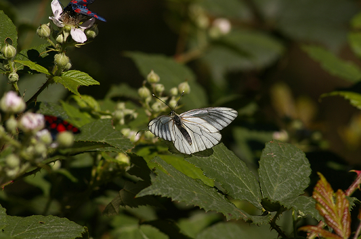 Aporia crataegi