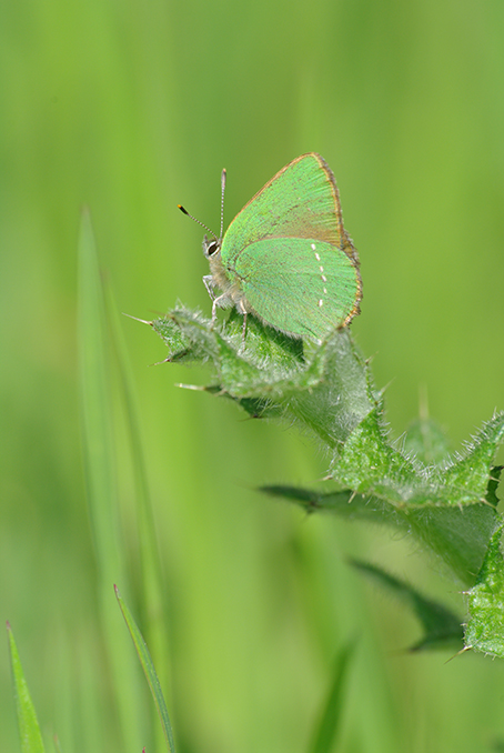 Callophrys rubi