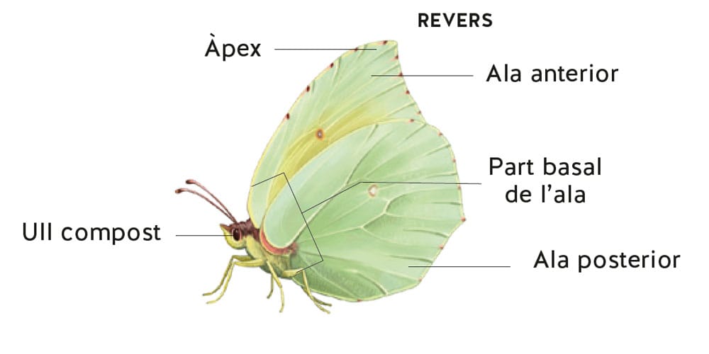 Gonepteryx cleopatra